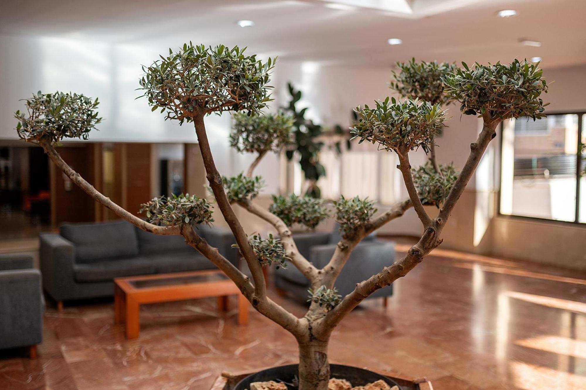 Hotel Playas De Torrevieja Dış mekan fotoğraf